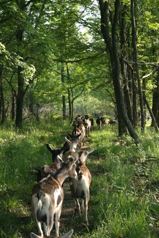 Going to pasture